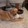 Jumbo Rope Ball // All Natural Cotton Rope Dog Toy - Monkey's Fist Knot - with handle. - Image 2