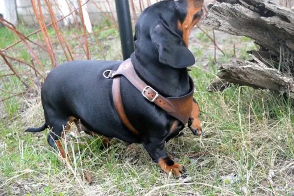 Accessories for Pets: Harness for dog. Dachshund - Image 2