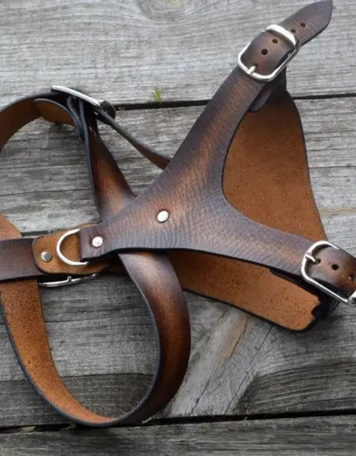 Accessories for Pets: Harness for dog. Dachshund