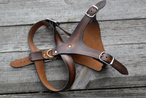Accessories for Pets: Harness for dog. Dachshund