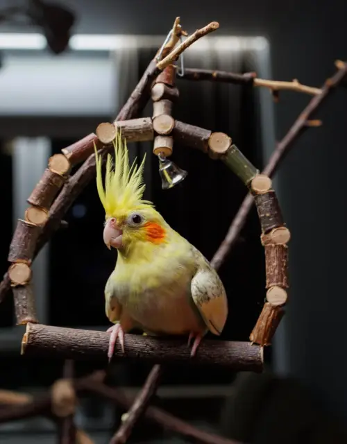 Hanging Parrot Chew Toy Swings / Birdcage Supplies